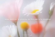 PRIMAVERA - Soft Floral Backgrounds, a Background Graphic by alenaganzhela (Thumbnail 2 of 8)