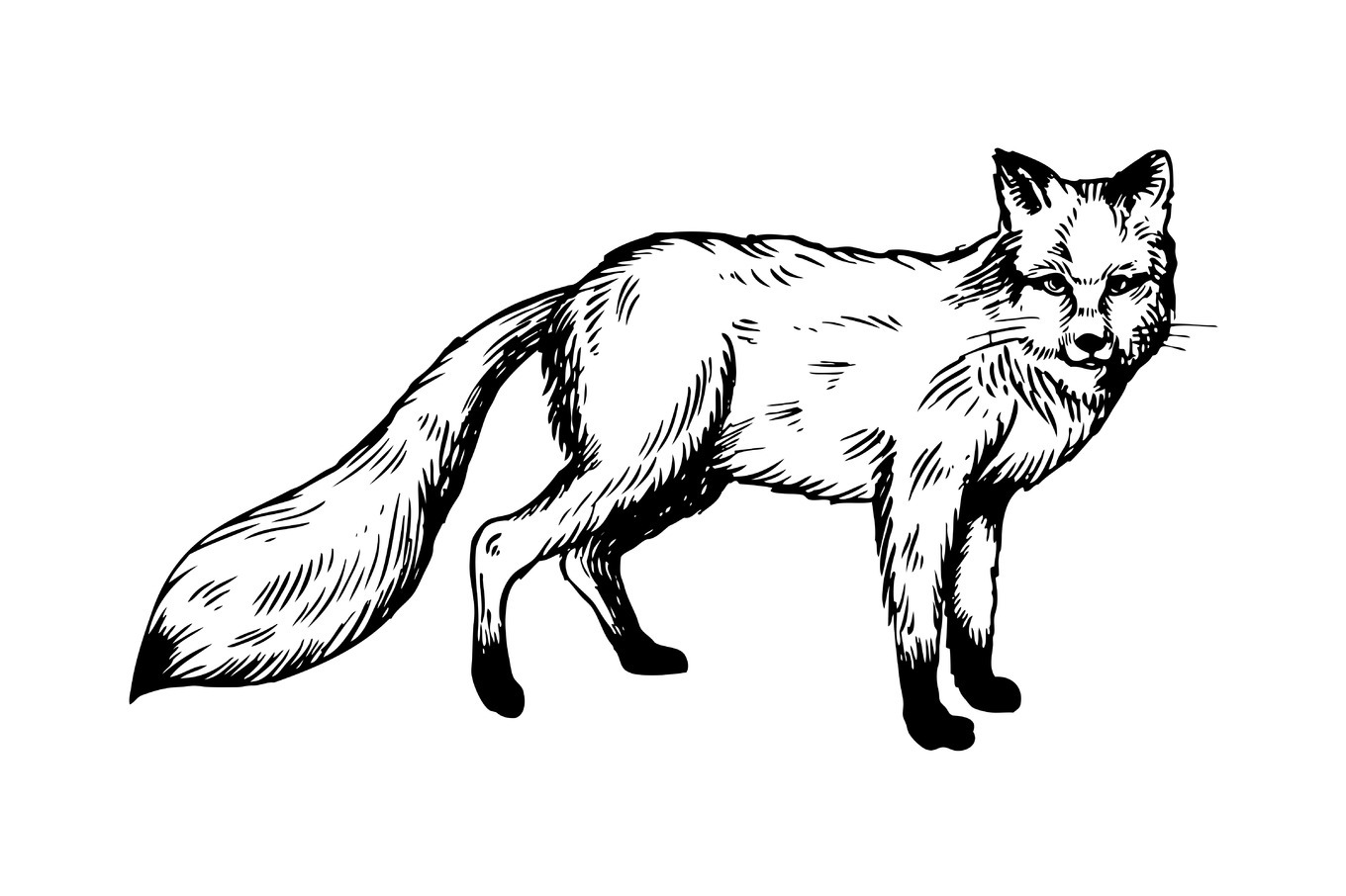 Fox animal engraving vector illustration, an Animal Illustration by AlexArt