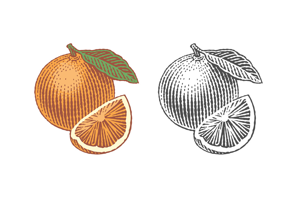 Orange, a Food Illustration by Irina Trusova (Photo 1 of 3)