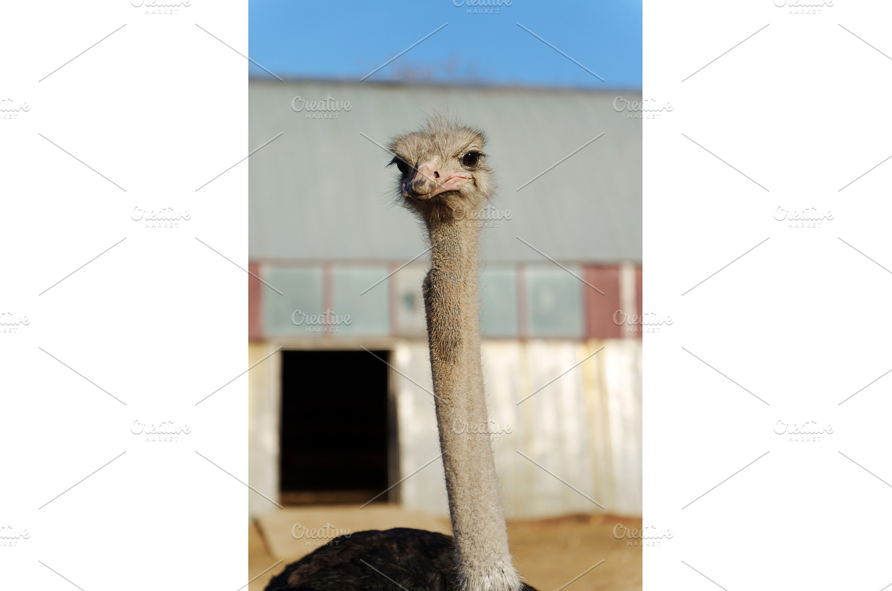 Ostrich profile against a clear blue, an Animal Photo by darksoul72