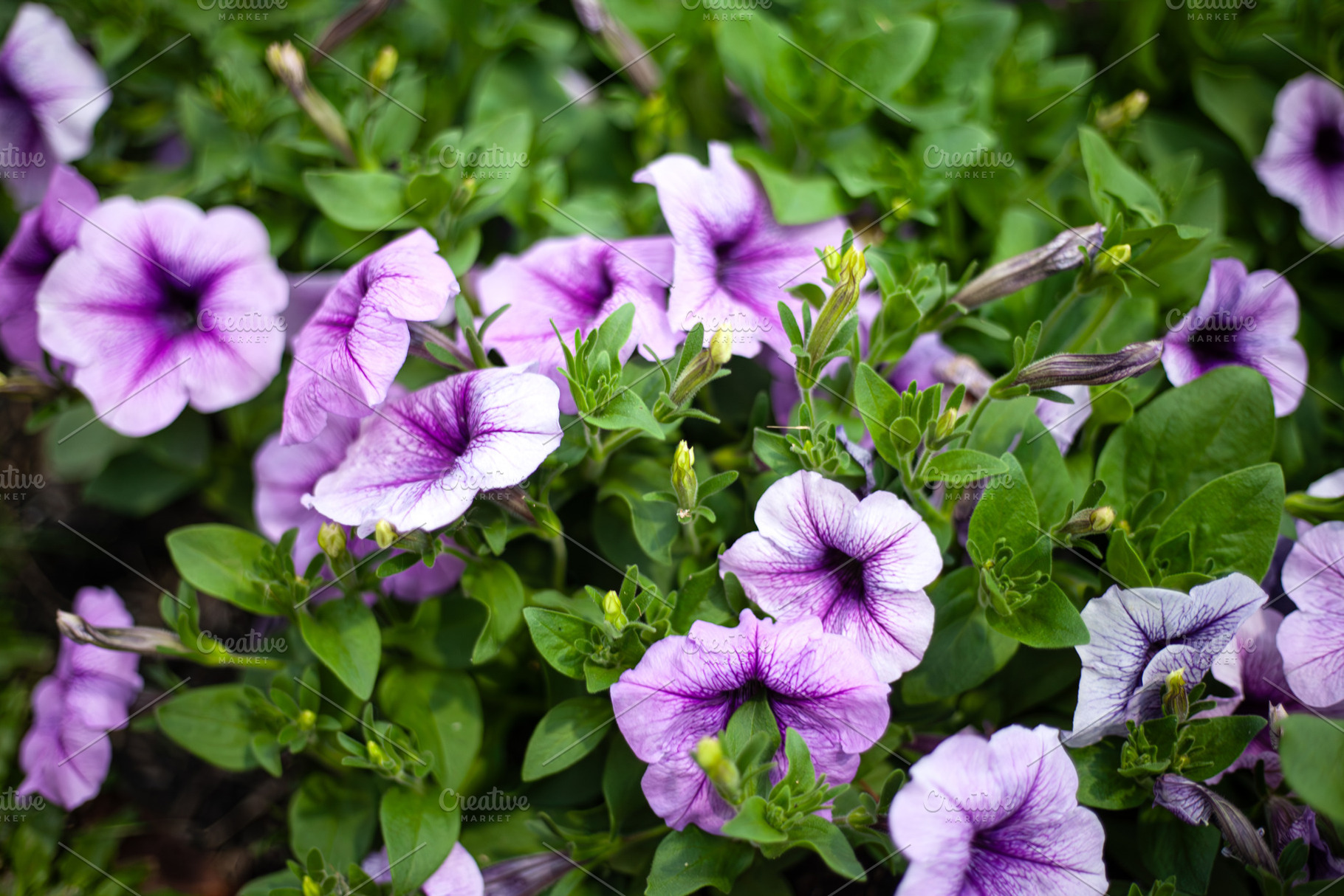 Violet flowers blooming, a Nature Photo by AMMi