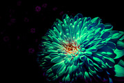 Dark Background Floral Bloom, a Nature Photo by Silent Nature (Thumbnail 9 of 10)