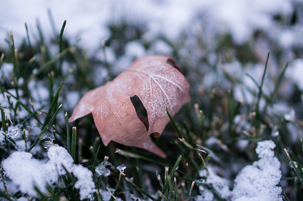 Fallen Maple Leaf on the Snowy Grass