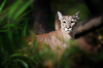 Cougar, mountain lion, puma on dark background, an Animal Photo by Byrdyak