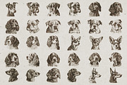 Dog Breeds Portrait Illustrations, an Animal Illustration by Nocturnal Wolf (Thumbnail 6 of 12)