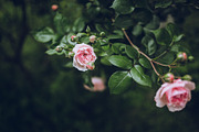 LIGHTROOM PRESETS - travel lifestyle, an Action Add-On by Graphics, Presets, Photos (Thumbnail 41 of 67)