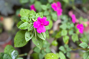 Pink Flower