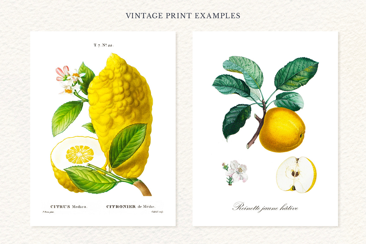 168 Vintage Botanical Illustrations, a Decorative Illustration by Olga Begak Art & Design (Photo 3 of 9)