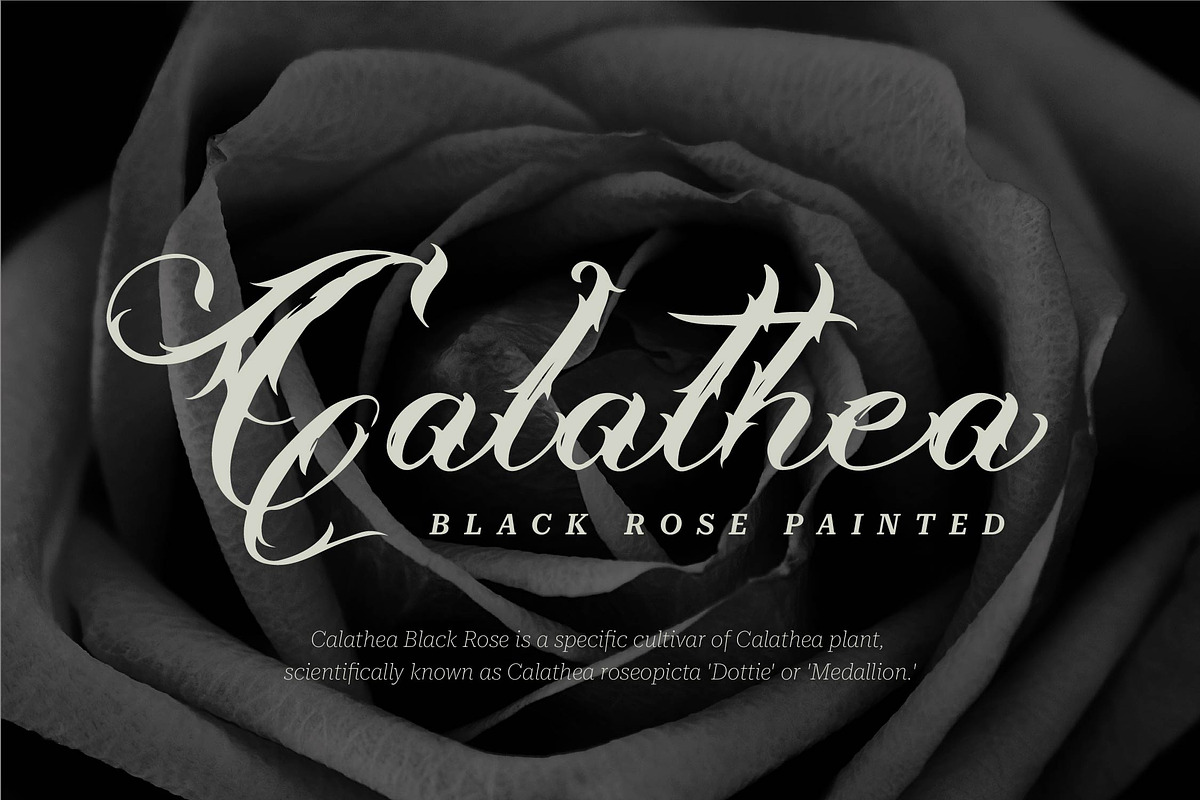 Misthycal | Tattoo Style, a Blackletter Font by Denustudios (Photo 5 of 13)