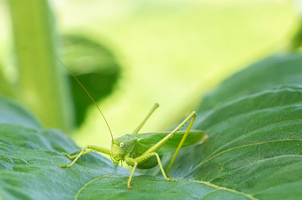 A green grasshopper on a large leaf, an Animal Photo by AlexBush