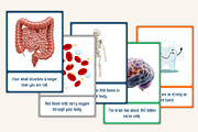 Science Facts for Kids 100 Flash, a Stationery Template by Designmela01 (Thumbnail 3 of 10)