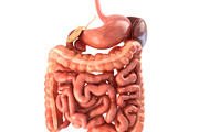 Digestive system. Animated, a Characters & Person 3D Model by konstantin.ermolaev (Thumbnail 1 of 9)