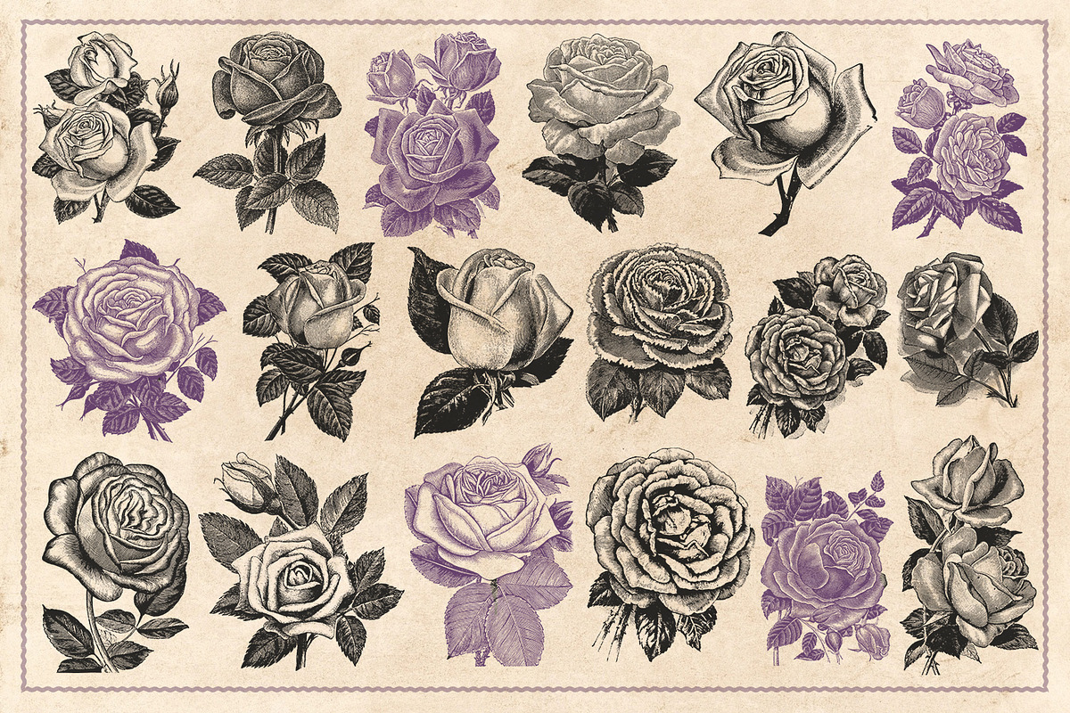 70 Vintage Rose Illustrations, an Illustration by Brigantine Designs (Photo 4 of 7)