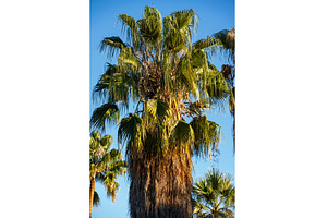 Palm fronds and rough trunk reaching, a Nature Photo by volodymyrshtun13795