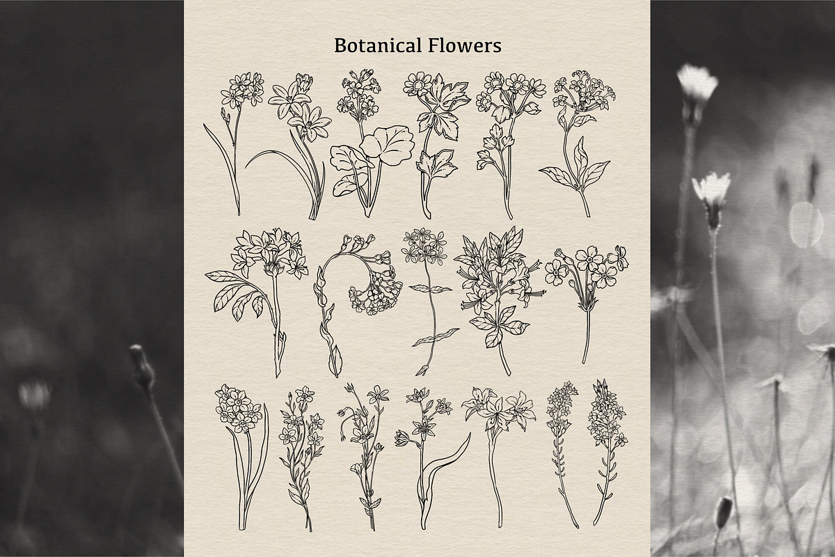 Floral Line Art Collection, a Decorative Illustration by heyXeni (Photo 10 of 12)