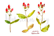 Watercolor berry, a Food Illustration by Ann Astro (Thumbnail 2 of 5)