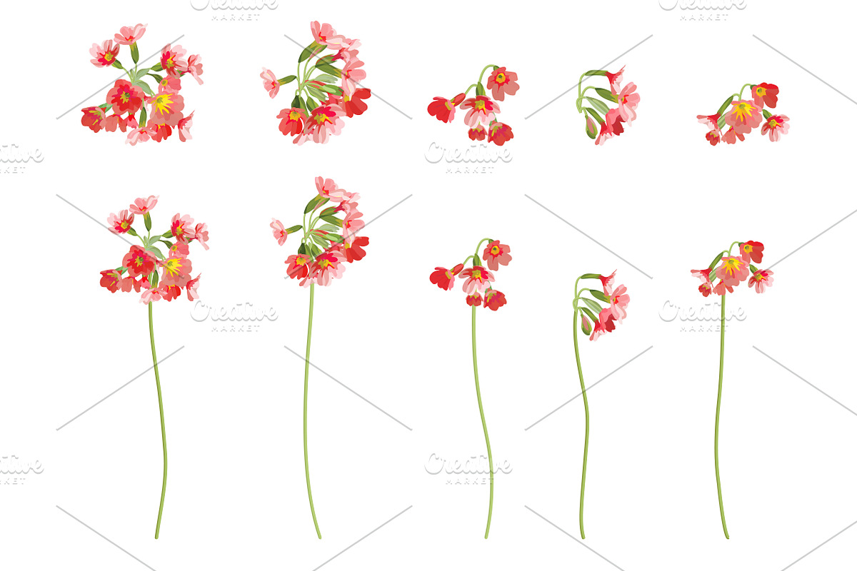 Vector object brushes. Primula., a Brush Add-On by Peolla (Photo 9 of 17)