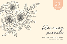 Peonies Vector Illustrations by  in Illustrations