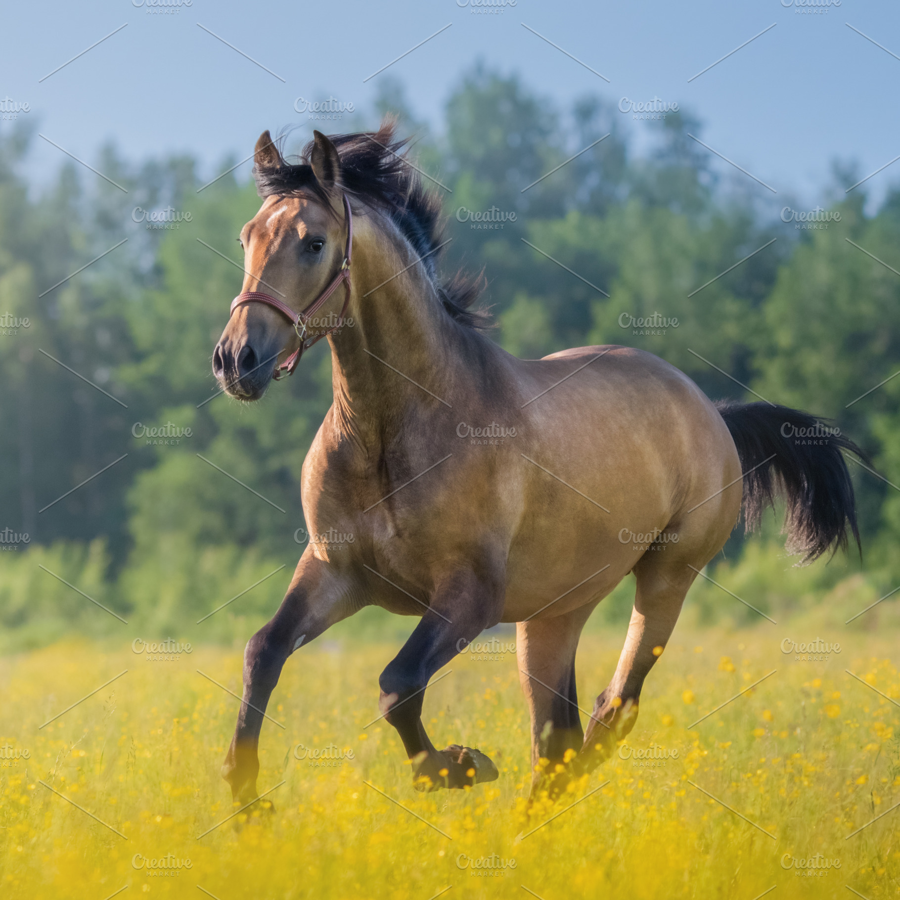 Andalusian horse in field, an Animal Photo by Horses and Dogs