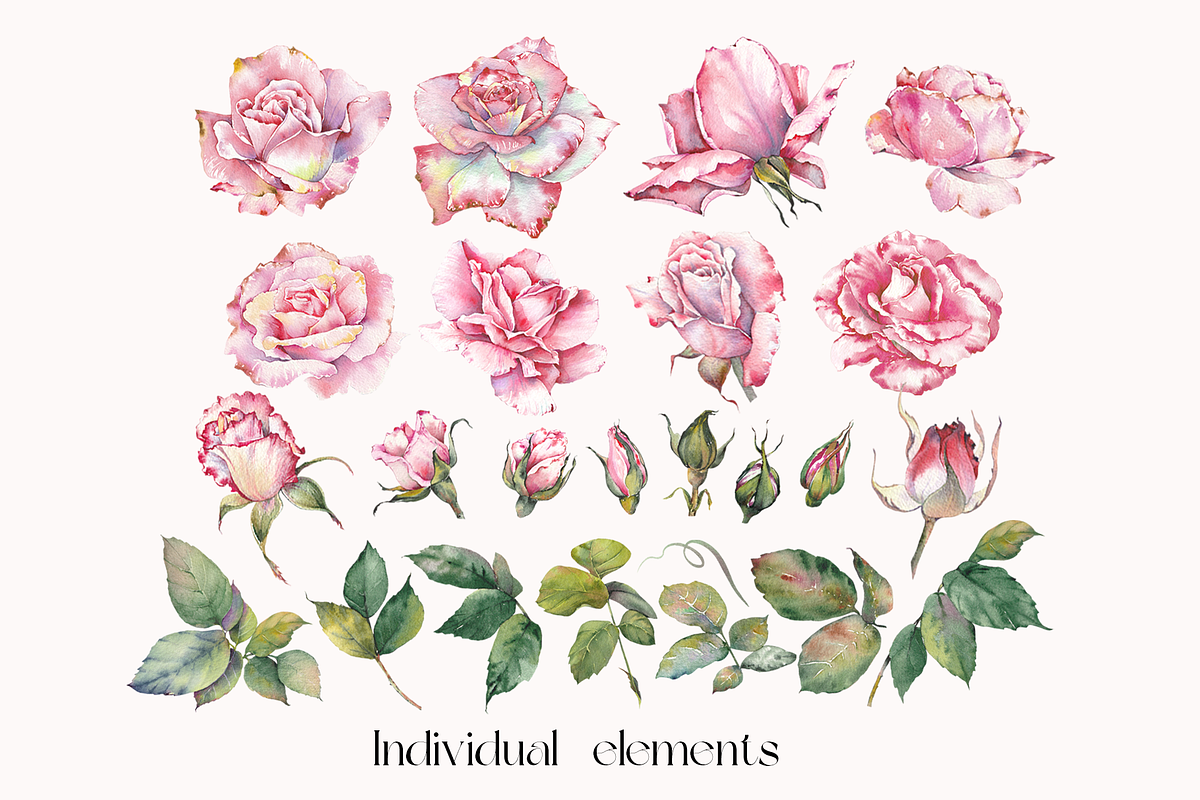 Watercolor Garden Rose Clipart, a Decorative Illustration by Jeanna Draw (Photo 10 of 11)