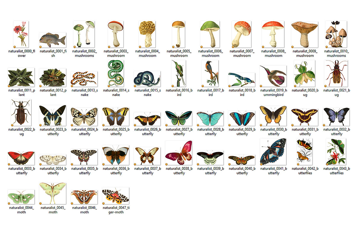 Vintage Naturalist Clipart, an Animal Illustration by Digital Curio (Photo 4 of 4)