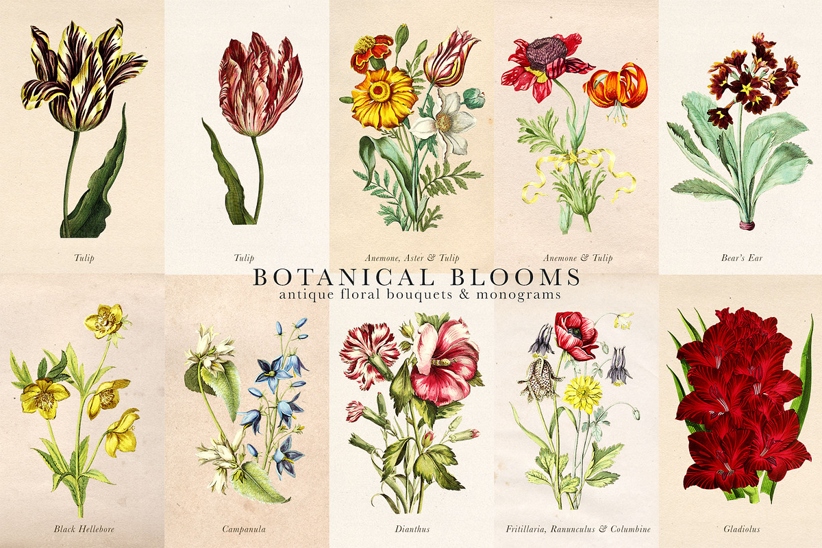 Botanical Blooms & Monograms, an Object Graphic by Eclectic Anthology