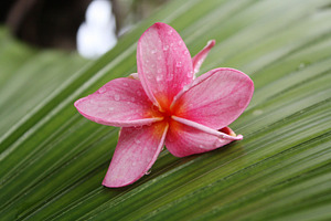 Bright Pink Plumeria Flower