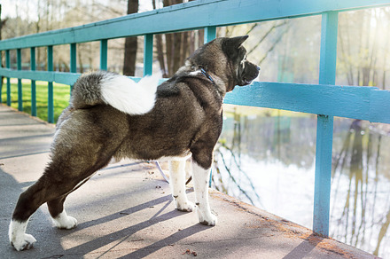 American Akita in the Park, an Animal Photo by Tonicav