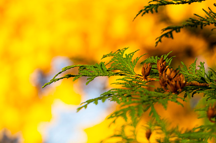 bright green fir branch against the background of yellowed maple, a Background Photo by MyPhotos