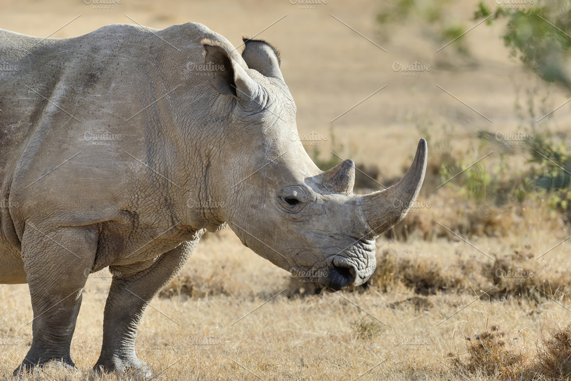 Rhino stock photo containing animal and rhino, an Animal Photo by Byrdyak
