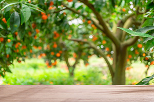 Wooden table top and blurred orange trees covered with orange fr, a Food & Drink Photo by Volff