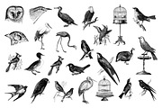 Birds Vintage Vector Illustrations, an Illustration by hypegraphic (Thumbnail 2 of 4)