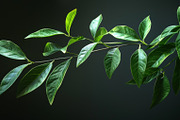 99 Frames of green leaves, a Nature Photo by Handmadefont (Thumbnail 93 of 100)