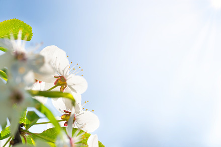 Branch with white flowers, a Nature Photo by Vapi