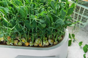 Growing fresh pea microgreens with gardening tools and tag, a Food & Drink Photo by Olena Rudo