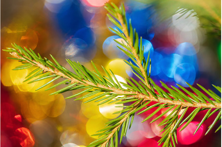 Green Xmas pine tree branch with, a Holiday Photo by Alexander-Piragis