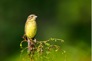 Yellow-breasted Bunting on branch, an Animal Photo by Fascinadora