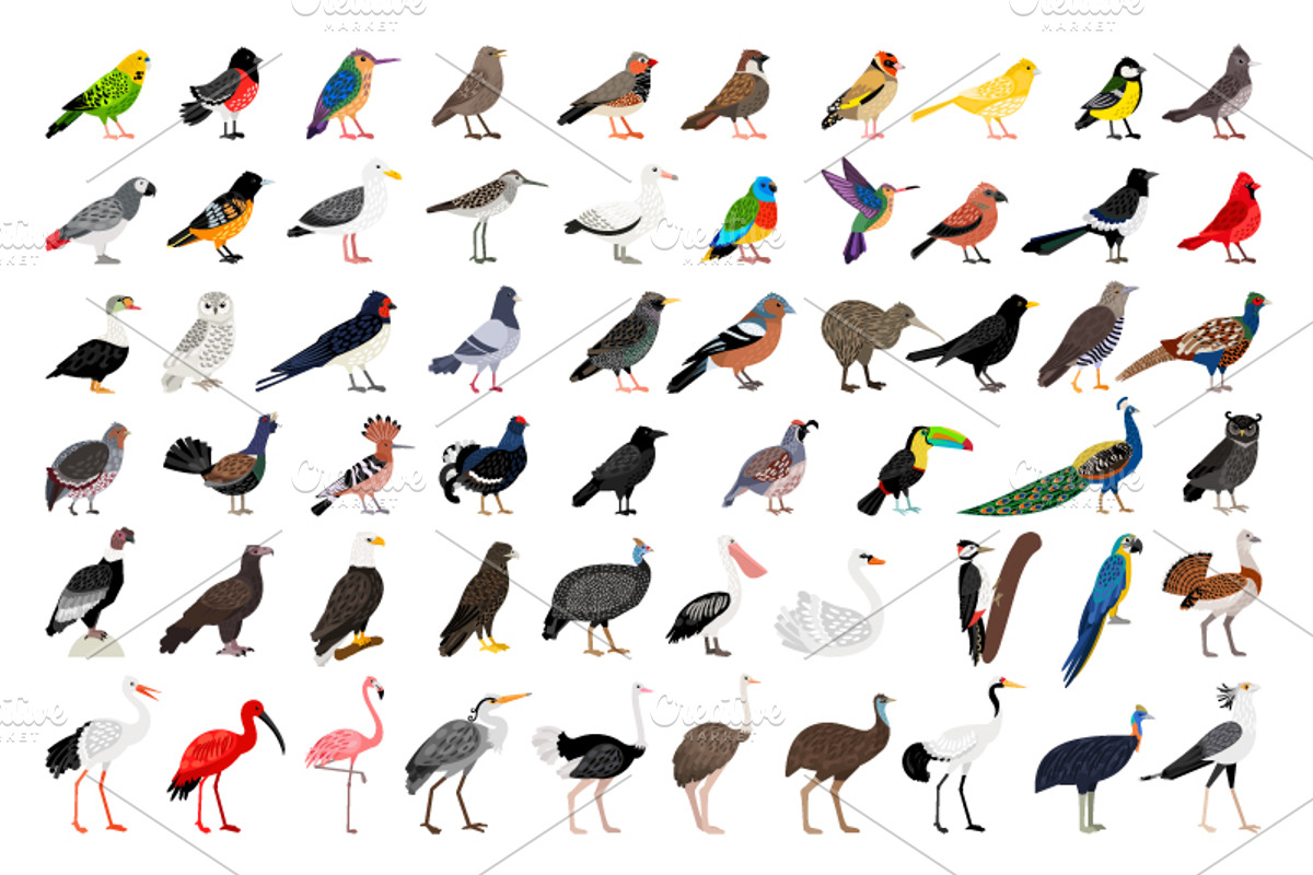 Big set of Different Birds, an Object Graphic by ianakauri (Photo 2 of 8)
