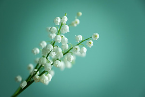Lily of the valley flowers on a turquoise background. Tender blooming Convallar, a Nature Photo by Rohan Photography