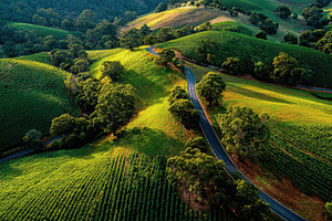Aerial view of vineyard landscape wi, a Photo by Pixeness Studio