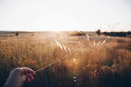 Hand holding a dry spike in a field against the sun at sunset