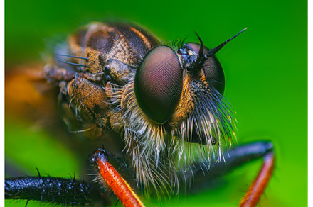 Close-up macro portrait of a Robber, an Animal Photo by Lukas Jonaitis SHOP