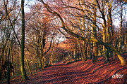 9 Landscape Color Explosion Presets, a Preset Add-On by Timeless Presets (Thumbnail 4 of 12)