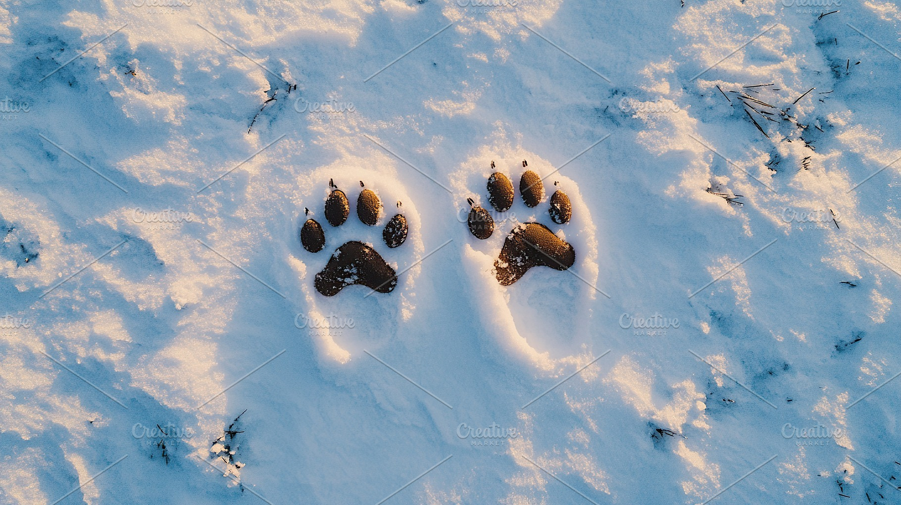 Dog foot prints on white snow with sun rays, an Animal Photo by AlyaAnd