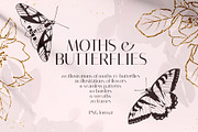 MOTHS & BUTTERFLIES illustration set, an Animal Illustration by Yuliia Lashevska (Thumbnail 1 of 13)