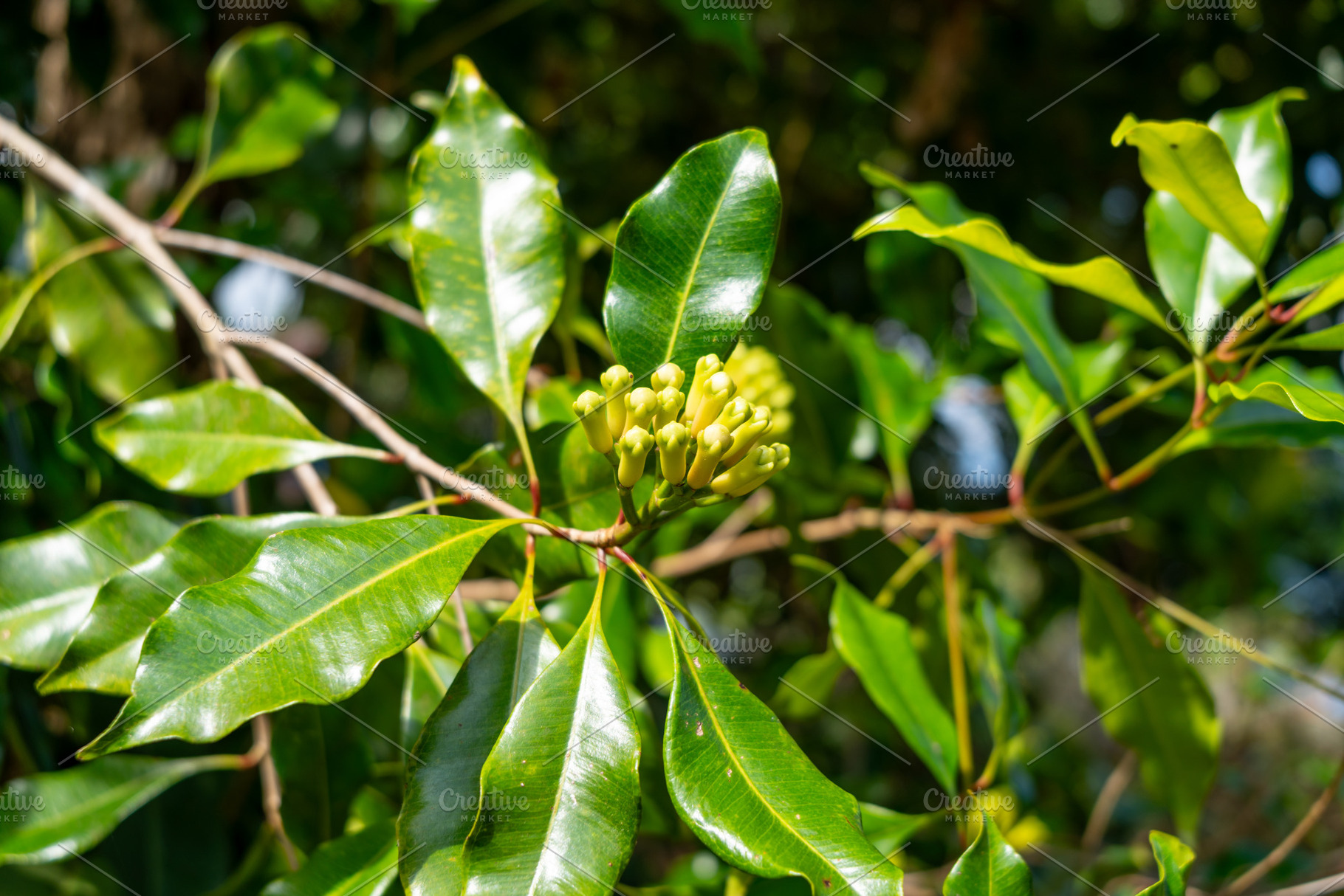 Clove bud growing on tree in Tentena, Sulawesi, Indonesia forest, a Nature Photo by GoodGoods