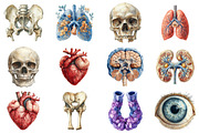 Vintage Antique Anatomy Clipart, an Illustration by SinaCreation (Thumbnail 3 of 5)