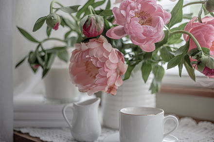 Peonies in May