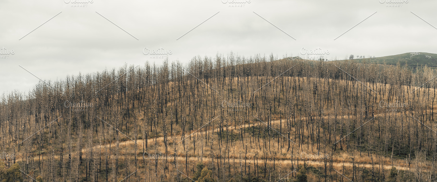 Burned Hillside Forest Panorama, a Nature Photo by SkyNext