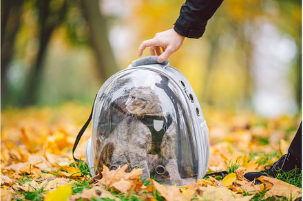 Gray cat in a transparent backpack